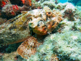 Scoprionfish IMG 3334